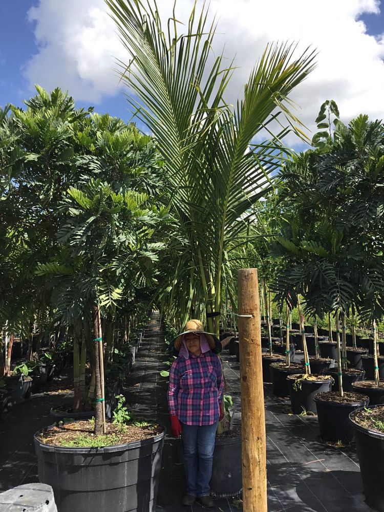 cocos-nucifera-green-malayan-coconut-palm