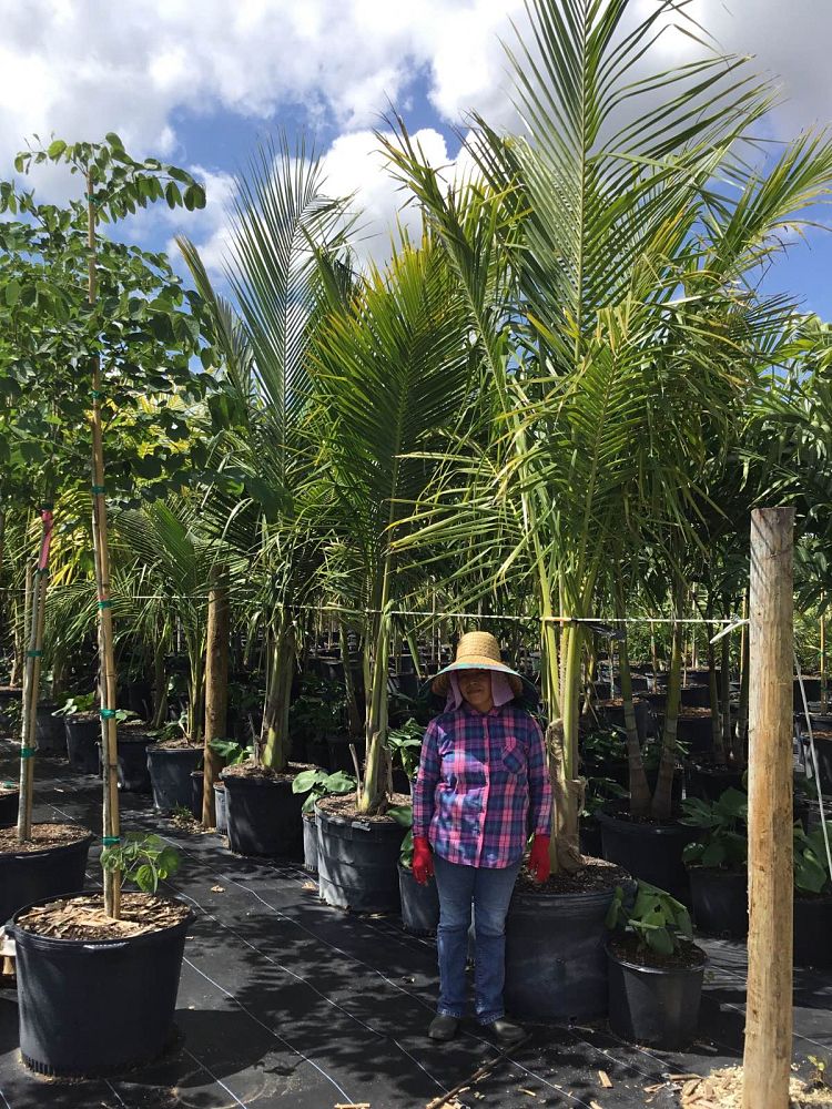 cocos-nucifera-green-malayan-coconut-palm