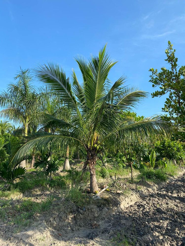 cocos-nucifera-green-malayan-coconut-palm