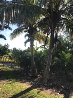 cocos-nucifera-green-malayan-coconut-palm