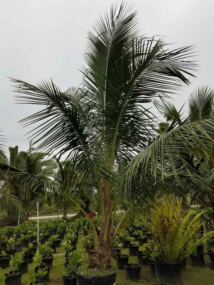 cocos-nucifera-green-malayan-coconut-palm
