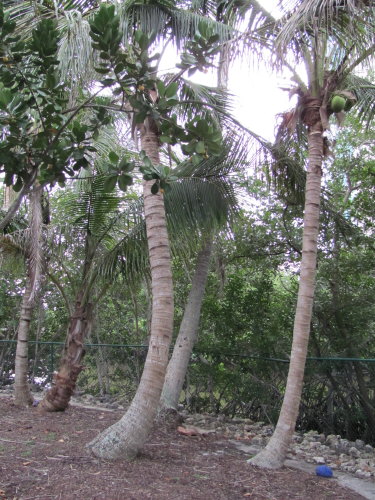 cocos-nucifera-green-malayan-coconut-palm