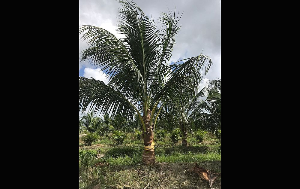 cocos-nucifera-green-malayan-coconut-palm