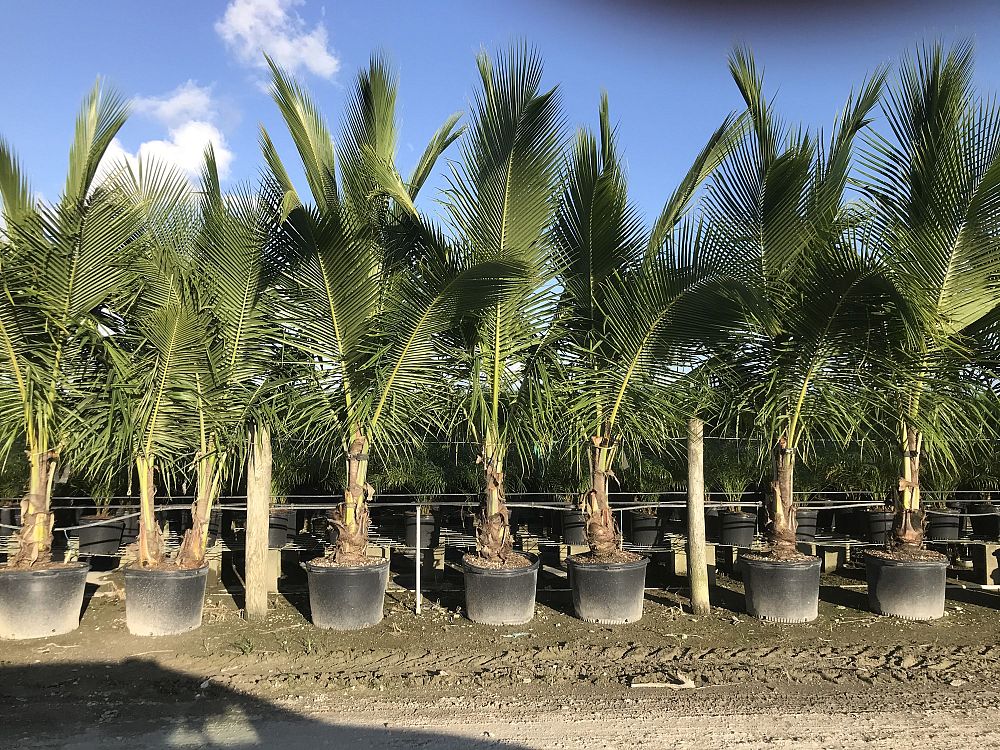 cocos-nucifera-green-malayan-coconut-palm