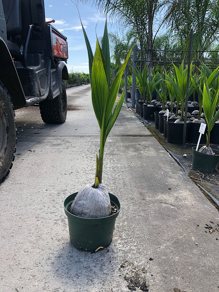 cocos-nucifera-green-malayan-coconut-palm