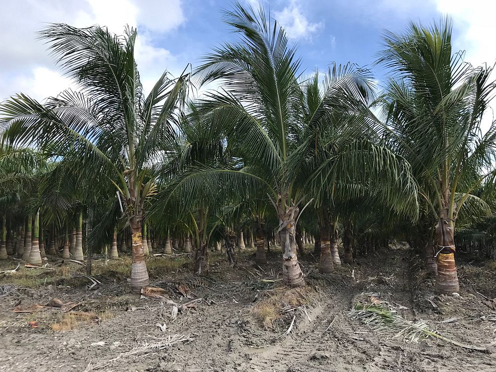 cocos-nucifera-green-malayan-coconut-palm