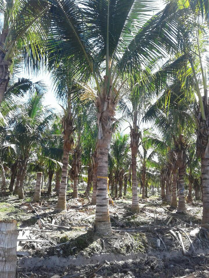 cocos-nucifera-green-malayan-coconut-palm