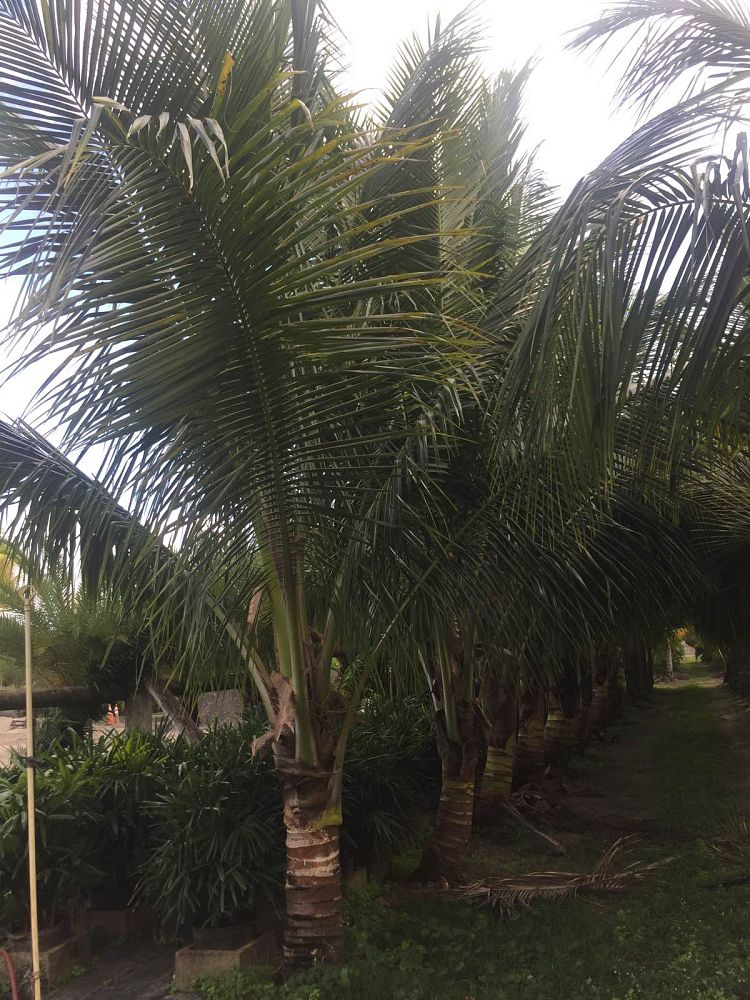 cocos-nucifera-green-malayan-coconut-palm