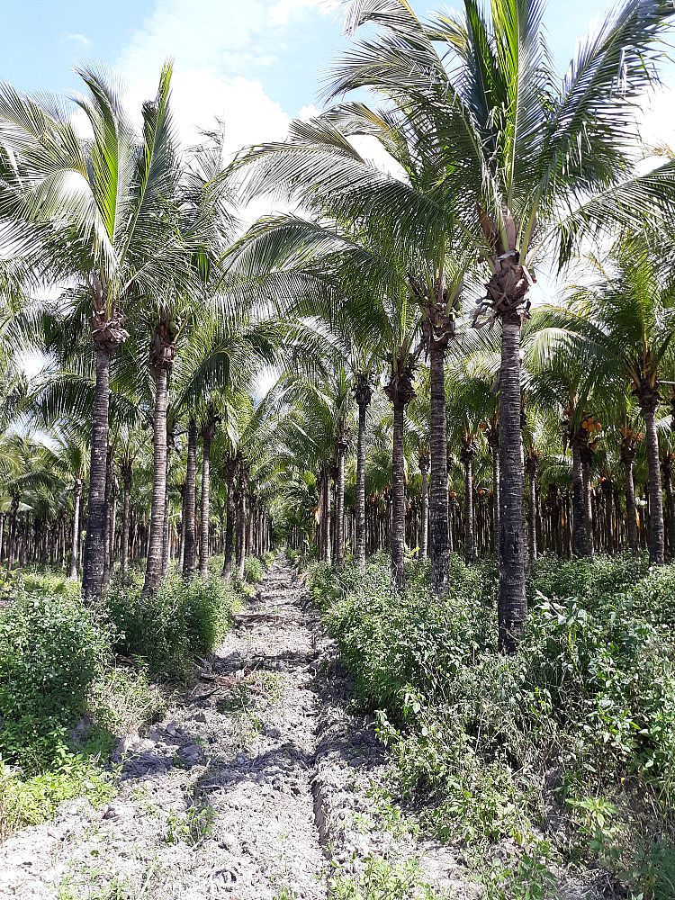 cocos-nucifera-green-malayan-coconut-palm