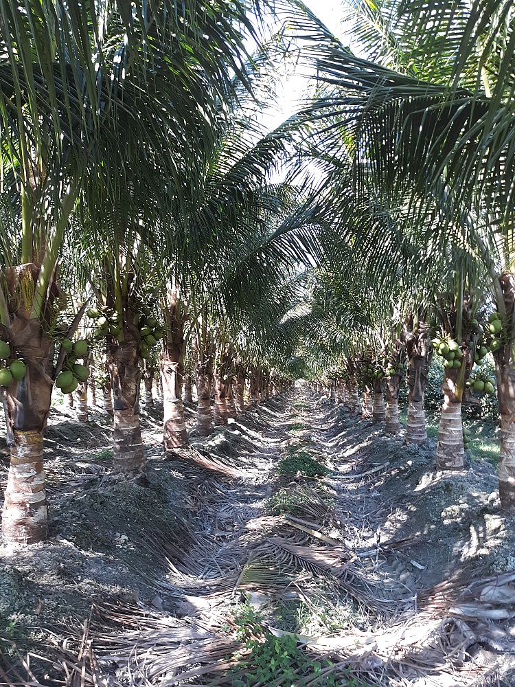 cocos-nucifera-green-malayan-coconut-palm