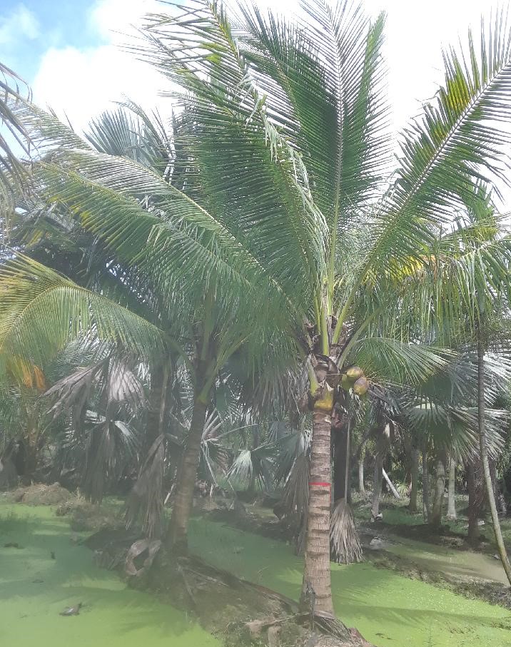 cocos-nucifera-green-malayan-coconut-palm