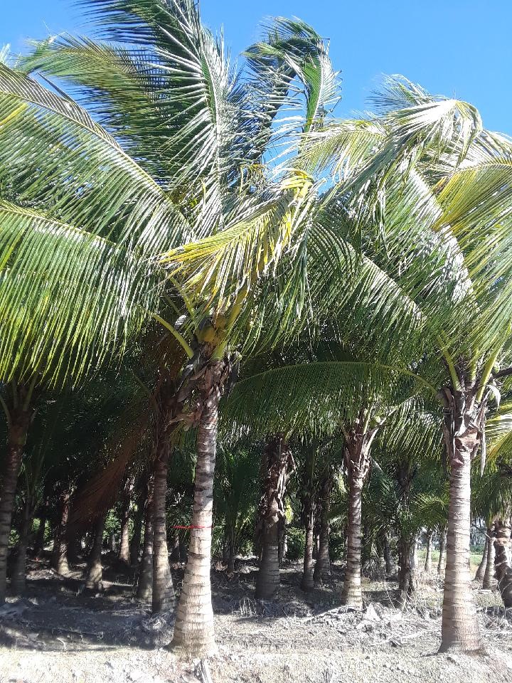 cocos-nucifera-green-malayan-coconut-palm