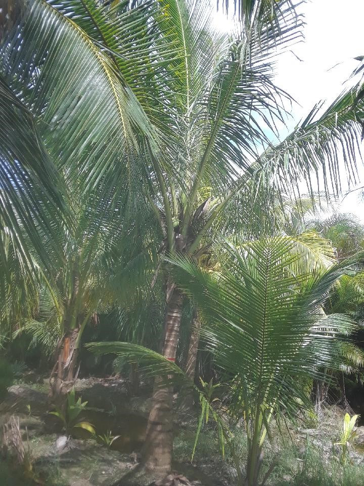 cocos-nucifera-green-malayan-coconut-palm