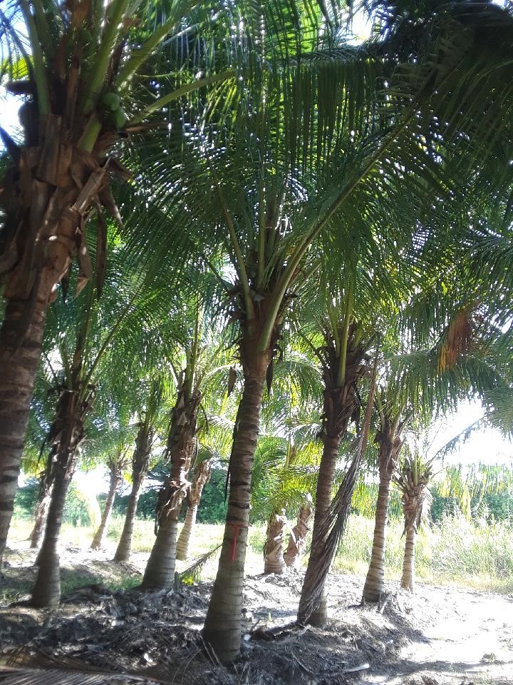 cocos-nucifera-green-malayan-coconut-palm