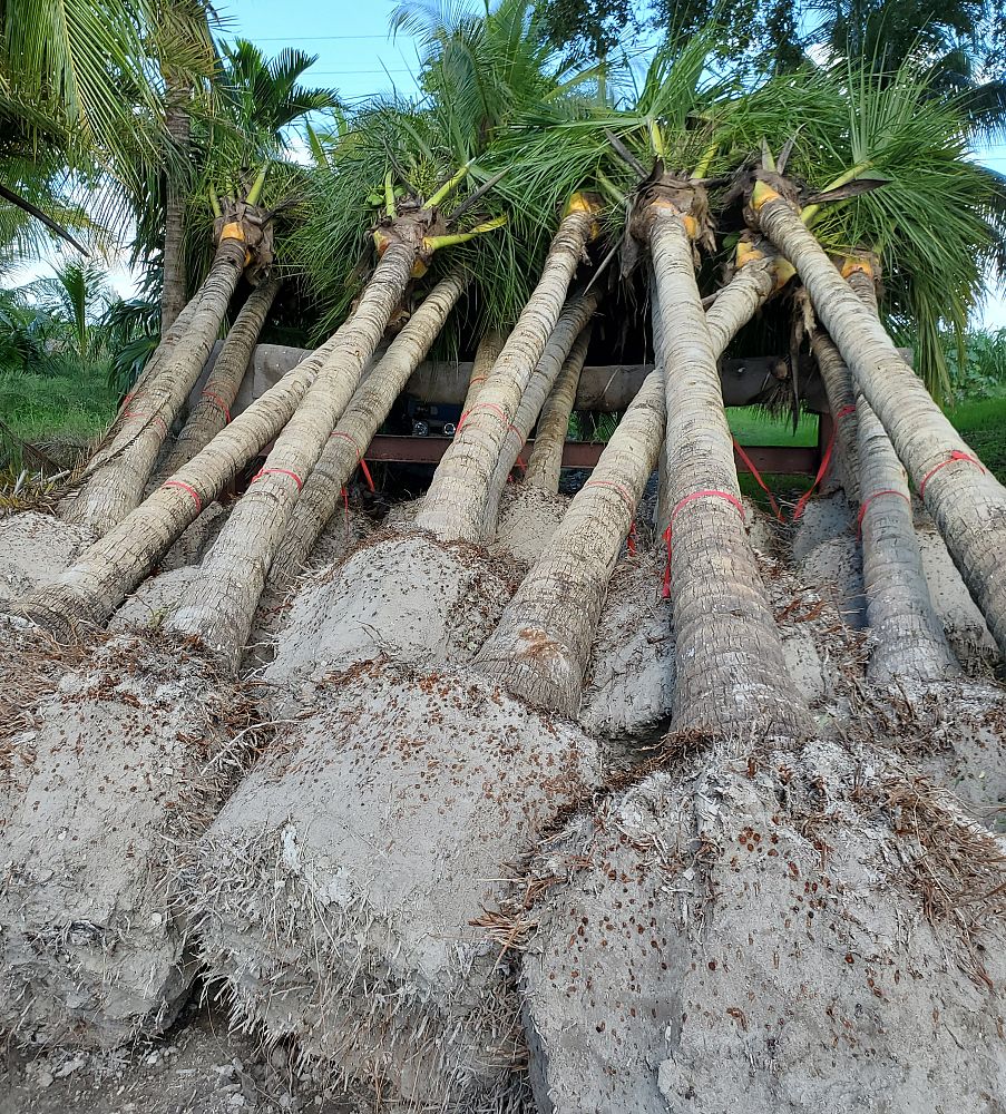 cocos-nucifera-green-malayan-coconut-palm