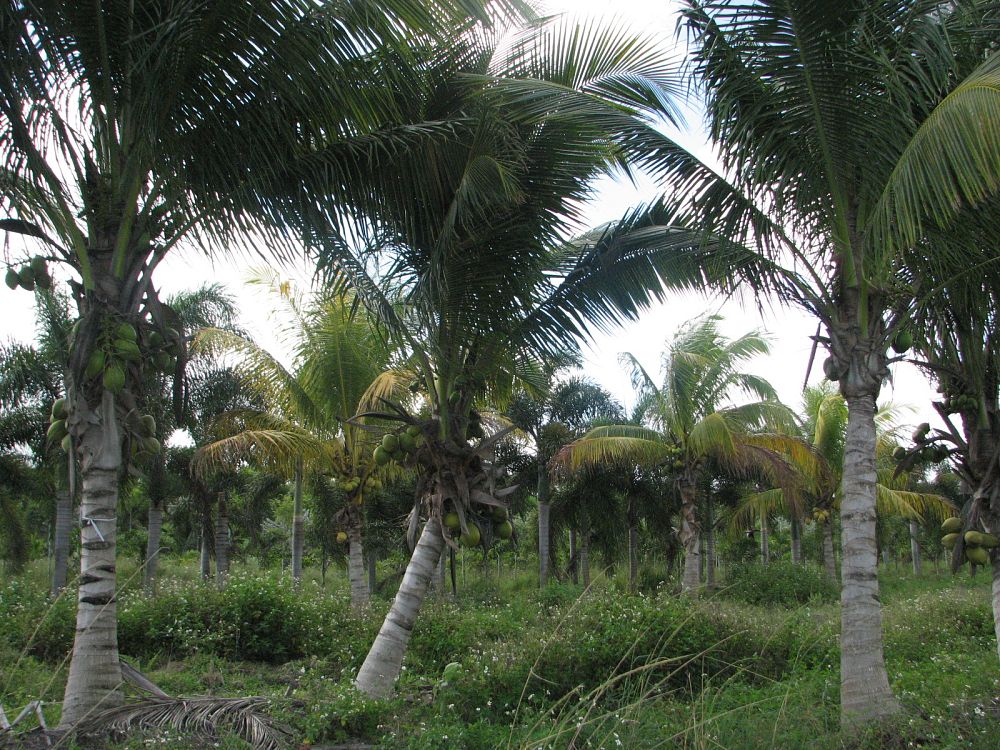cocos-nucifera-green-malayan-coconut-palm