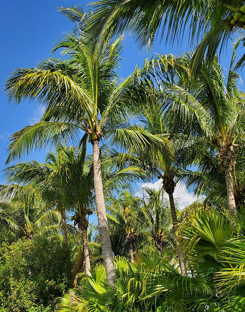 cocos-nucifera-green-malayan-coconut-palm