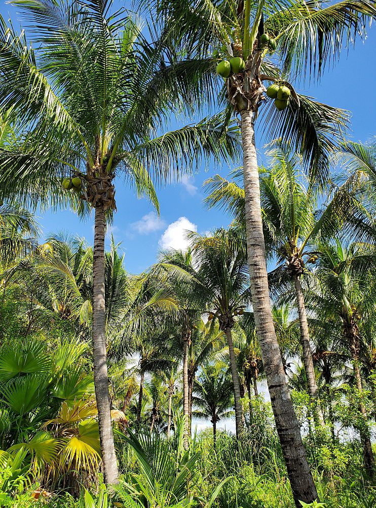 cocos-nucifera-green-malayan-coconut-palm