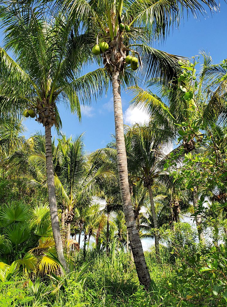 cocos-nucifera-green-malayan-coconut-palm