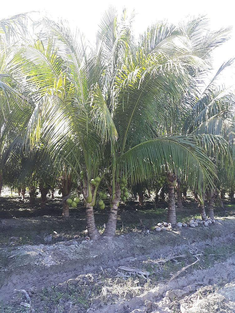 cocos-nucifera-green-malayan-coconut-palm