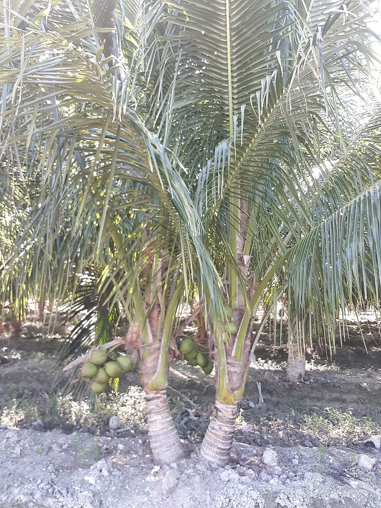 cocos-nucifera-green-malayan-coconut-palm