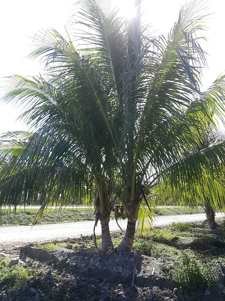cocos-nucifera-green-malayan-coconut-palm