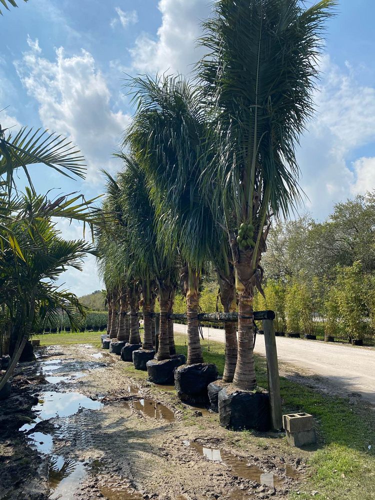 cocos-nucifera-green-malayan-coconut-palm