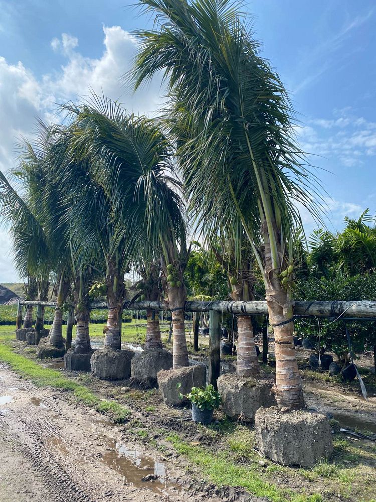 cocos-nucifera-green-malayan-coconut-palm