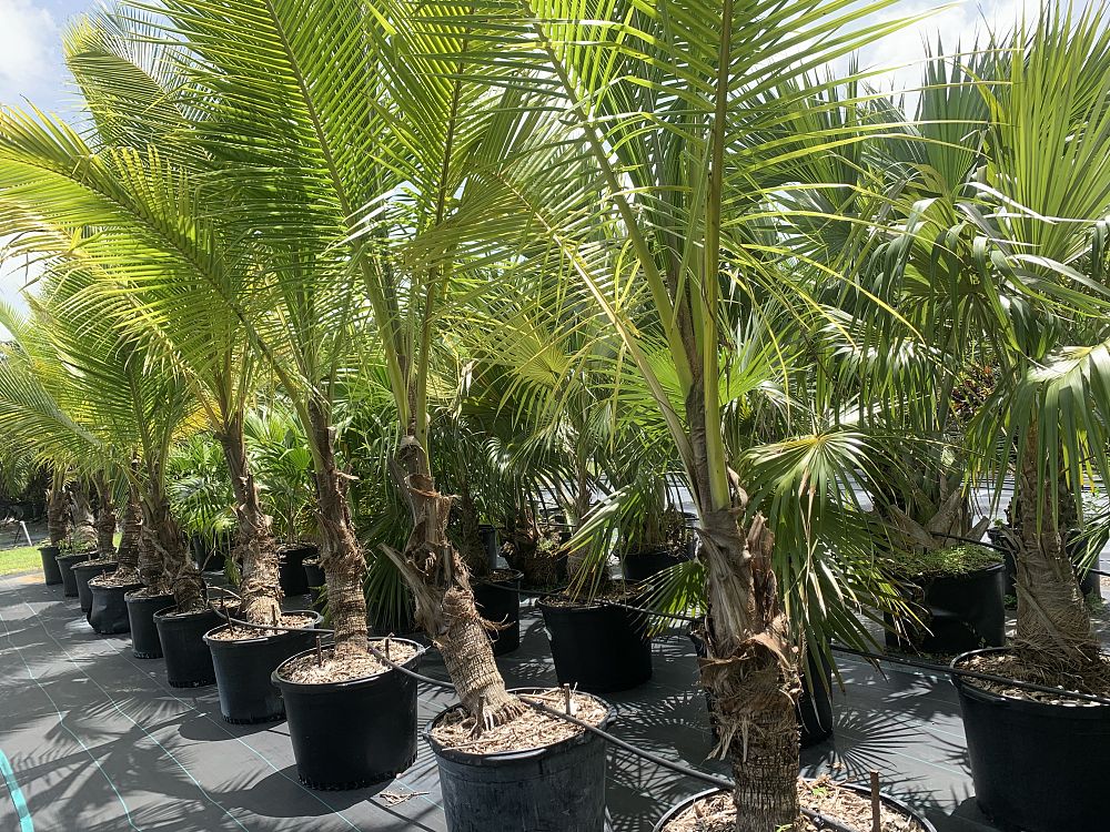 cocos-nucifera-green-malayan-coconut-palm