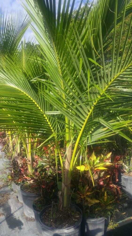 cocos-nucifera-green-malayan-coconut-palm