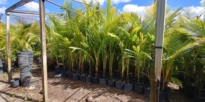 cocos-nucifera-green-malayan-coconut-palm