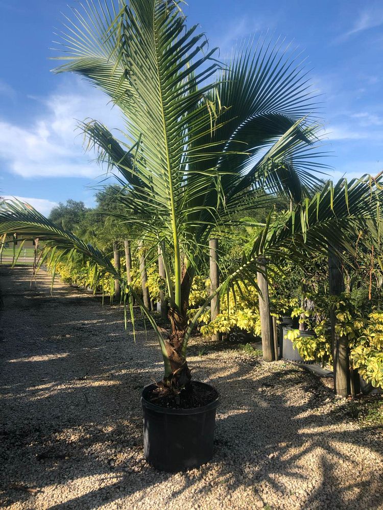 cocos-nucifera-green-malayan-coconut-palm