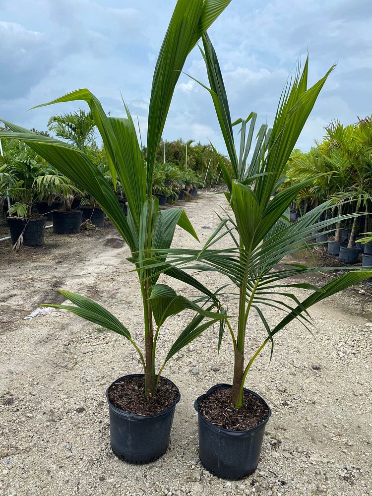 cocos-nucifera-green-malayan-coconut-palm