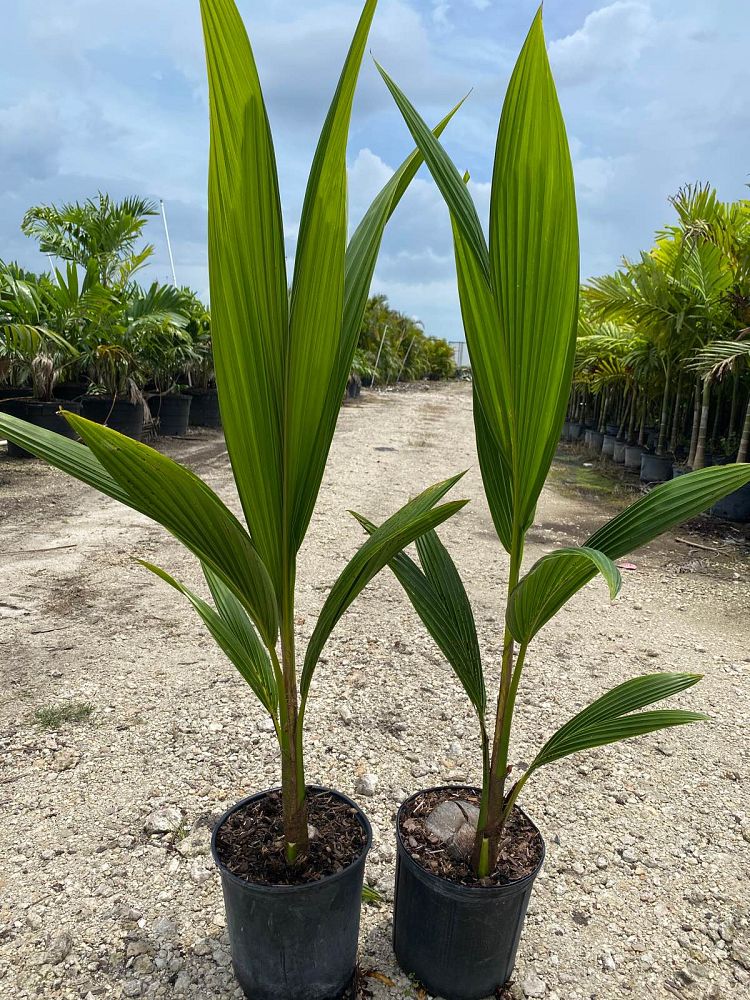 cocos-nucifera-green-malayan-coconut-palm