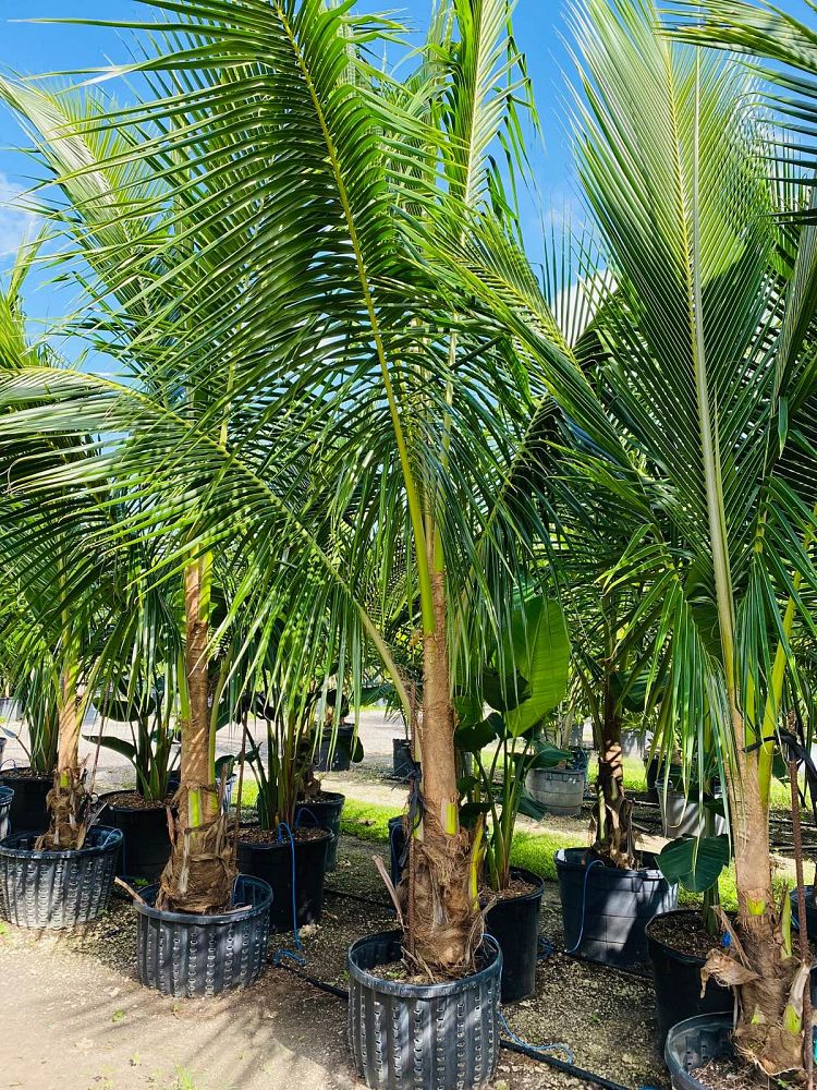 cocos-nucifera-green-malayan-coconut-palm