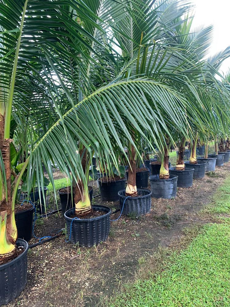 cocos-nucifera-green-malayan-coconut-palm