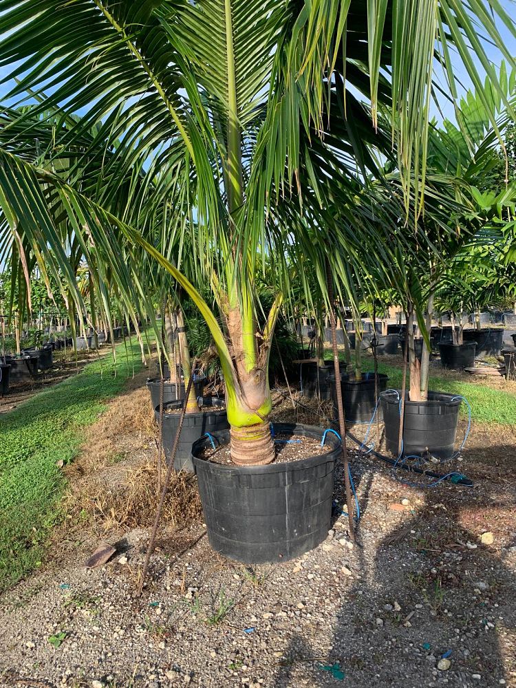cocos-nucifera-green-malayan-coconut-palm