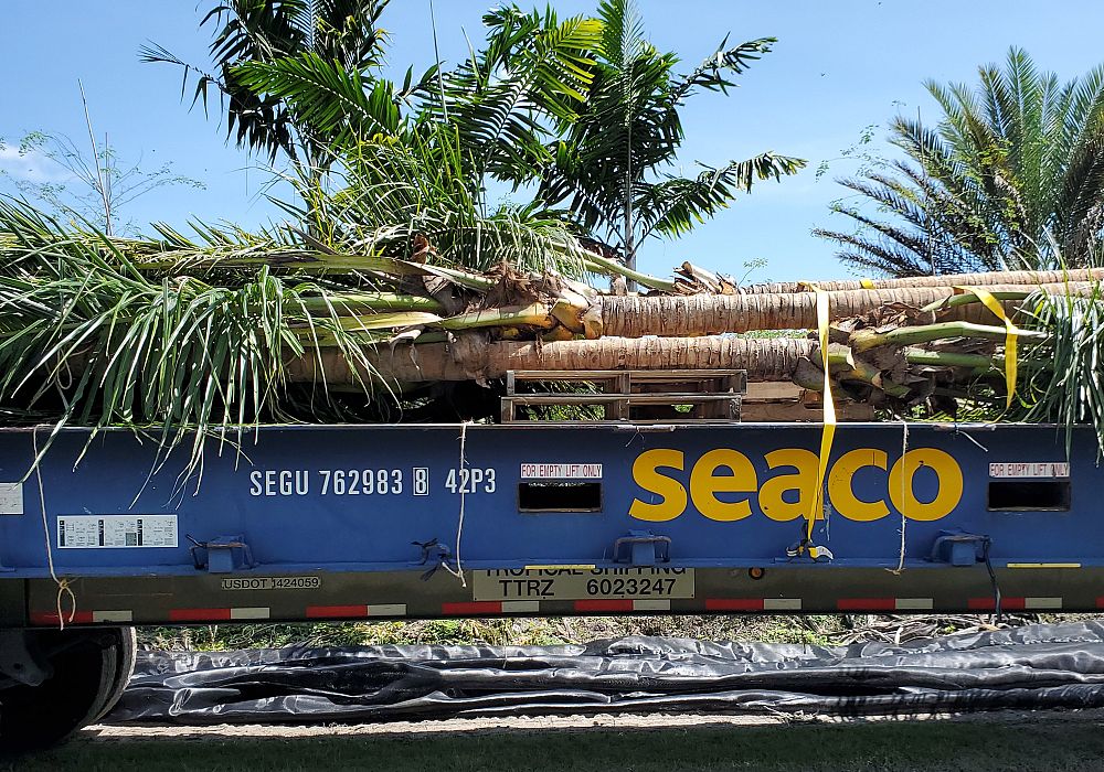 cocos-nucifera-green-malayan-coconut-palm