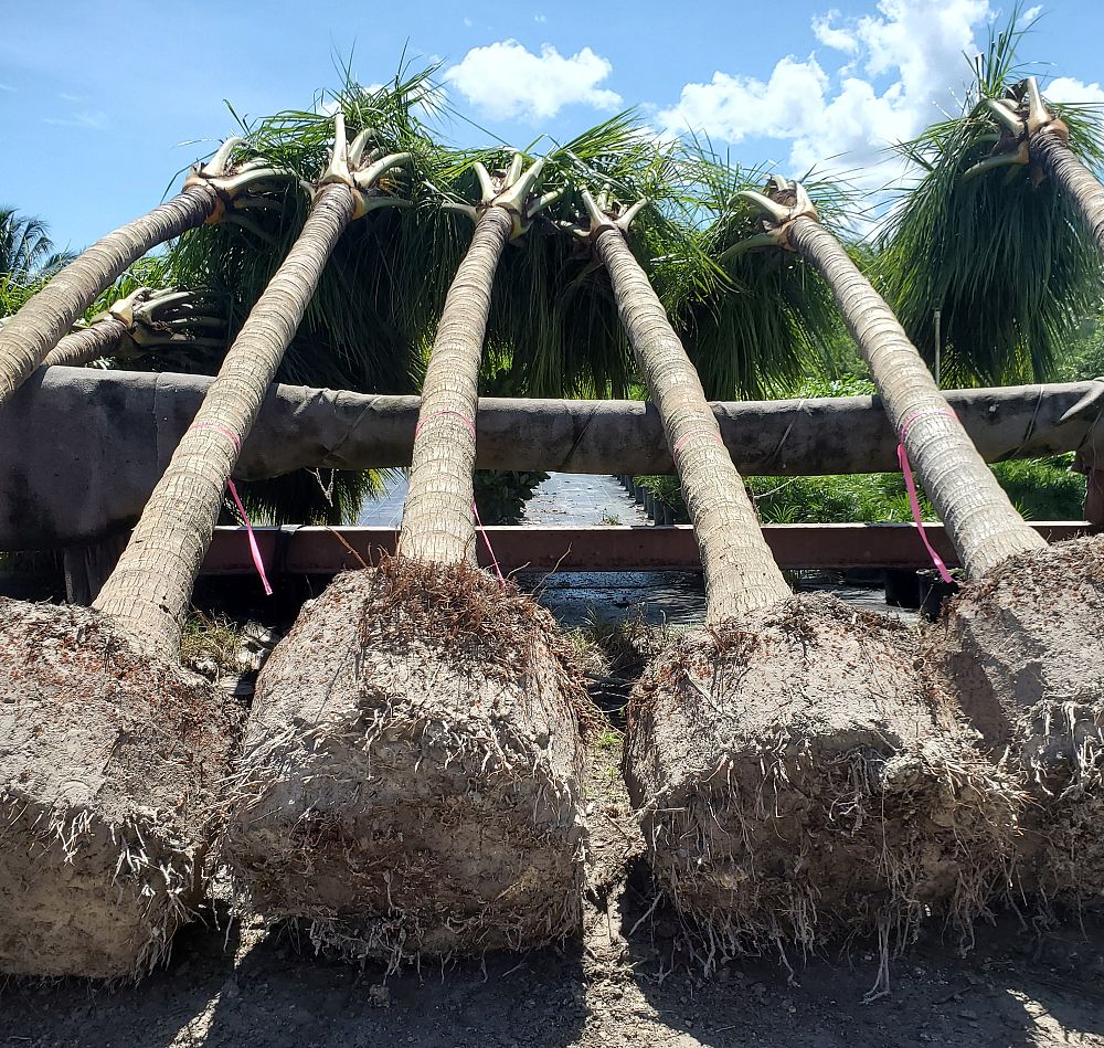 cocos-nucifera-green-malayan-coconut-palm