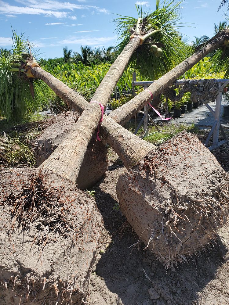 cocos-nucifera-green-malayan-coconut-palm