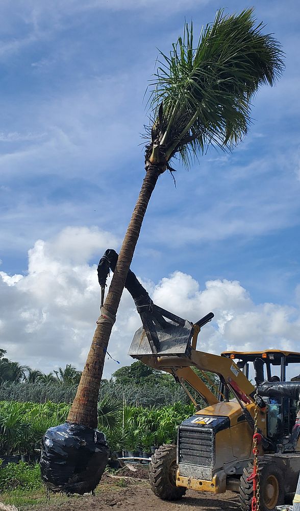 cocos-nucifera-green-malayan-coconut-palm