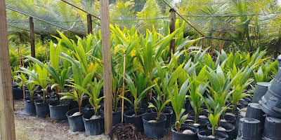 cocos-nucifera-green-malayan-coconut-palm