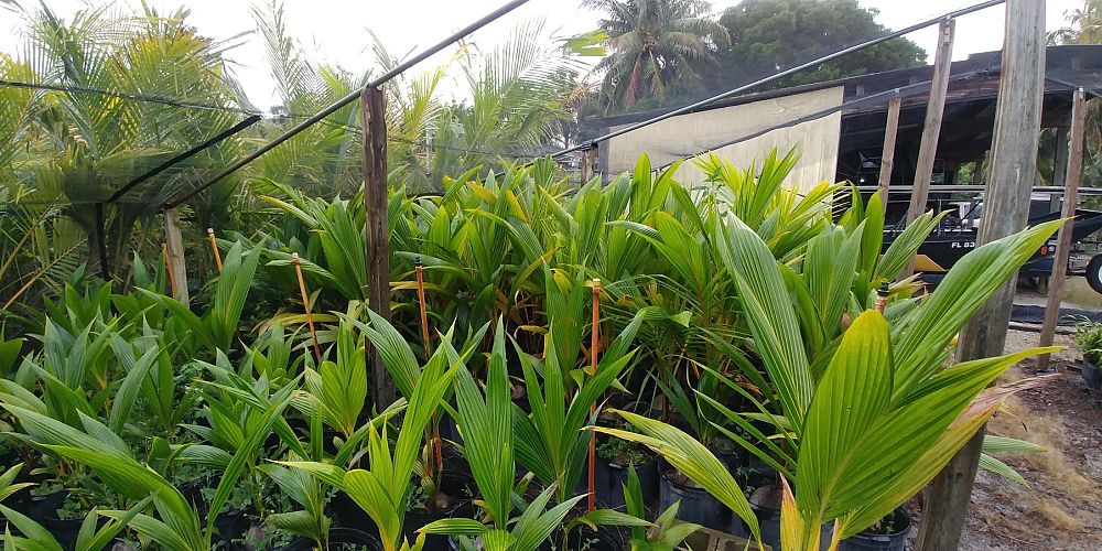 cocos-nucifera-green-malayan-coconut-palm