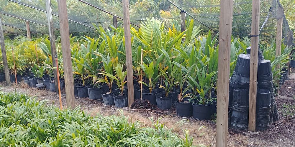 cocos-nucifera-green-malayan-coconut-palm
