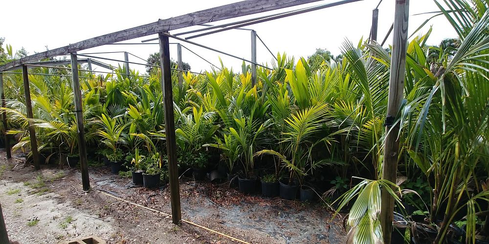cocos-nucifera-green-malayan-coconut-palm