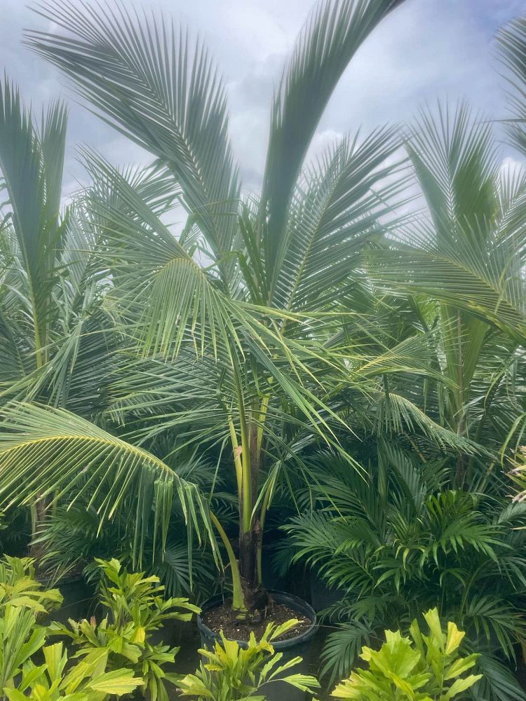 cocos-nucifera-green-malayan-coconut-palm