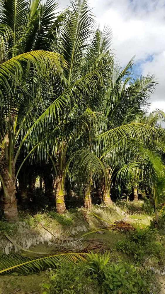 cocos-nucifera-green-malayan-coconut-palm