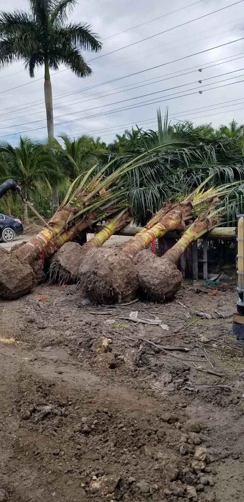 cocos-nucifera-green-malayan-coconut-palm