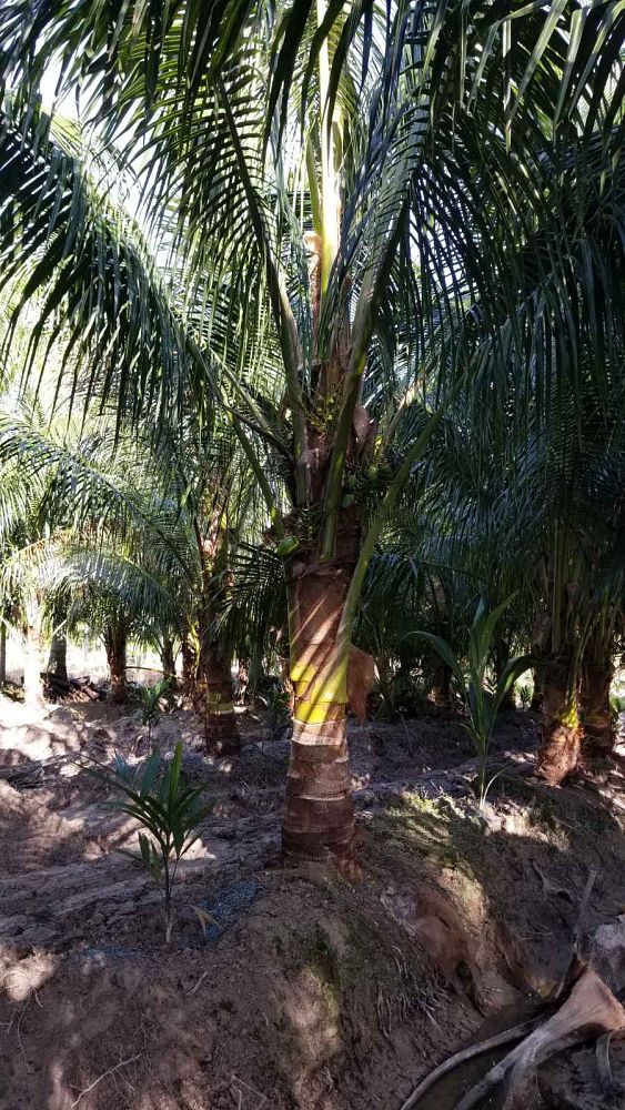 cocos-nucifera-green-malayan-coconut-palm