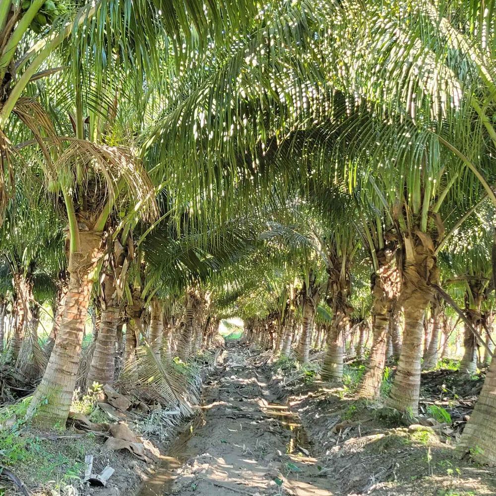 cocos-nucifera-green-malayan-coconut-palm